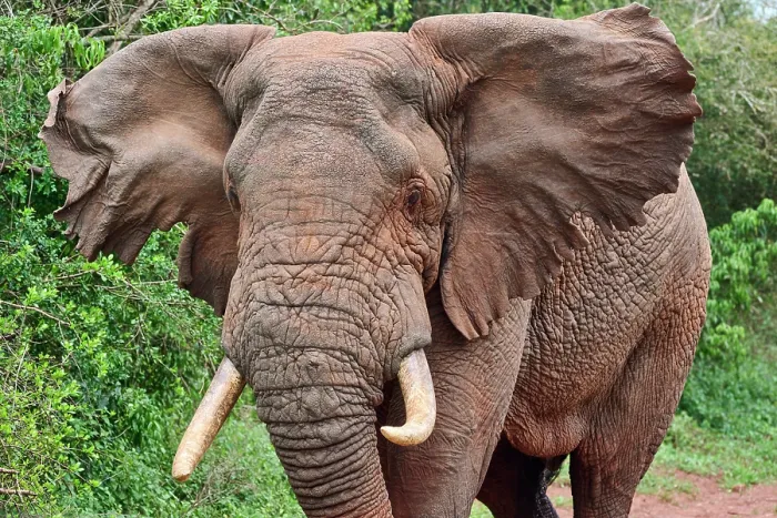 Framed Print : African elephant (Loxodonta africana) bull, ventilating with damaged ears, Akagera National Park, Rwanda. Endangered Framed Print : African elephant (Loxodonta africana) bull, ventilating with damaged ears, Akagera National Park, Rwanda. Endangered
