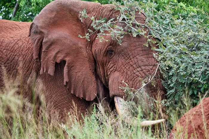 Framed Print : African elephant (Loxodonta africana) bull with damaged ears standing in bushland, Akagera National Park, Rwanda. Endangered Framed Print : African elephant (Loxodonta africana) bull with damaged ears standing in bushland, Akagera National Park, Rwanda. Endangered