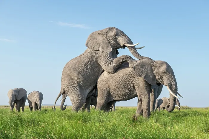 Framed Print : Two African elephant (Loxodonta africana) bulls imitating mating, while socialising, Amboseli National Park, Kenya. Endangered Framed Print : Two African elephant (Loxodonta africana) bulls imitating mating, while socialising, Amboseli National Park, Kenya. Endangered
