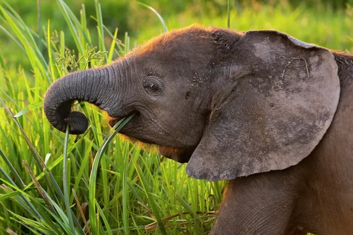 Framed Print : African elephant (Loxodonta africana) calf, grazing, Amboseli National Park, Kenya. Endangered Framed Print : African elephant (Loxodonta africana) calf, grazing, Amboseli National Park, Kenya. Endangered
