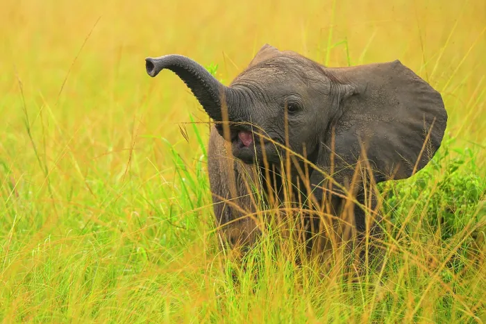 Framed Print : African elephant (Loxodonta africana) calf sniffing the air with raised trunk, Queen Elizabeth National Park, Uganda. Endangered Framed Print : African elephant (Loxodonta africana) calf sniffing the air with raised trunk, Queen Elizabeth National Park, Uganda. Endangered