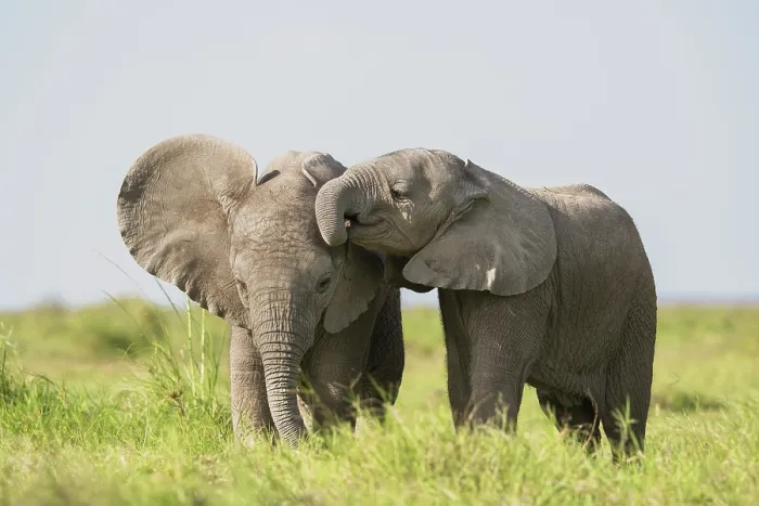 Framed Print : Two African elephant (Loxodonta africana) calves playing, Amboseli National Park, Kenya. Endangered Framed Print : Two African elephant (Loxodonta africana) calves playing, Amboseli National Park, Kenya. Endangered