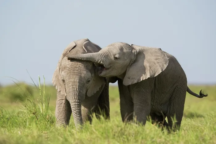 Framed Print : Two African elephant (Loxodonta africana) calves playing, Amboseli National Park, Kenya. Endangered Framed Print : Two African elephant (Loxodonta africana) calves playing, Amboseli National Park, Kenya. Endangered