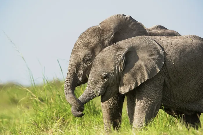 Framed Print : Two African elephant (Loxodonta africana) calves playing, Amboseli National Park, Kenya. Endangered Framed Print : Two African elephant (Loxodonta africana) calves playing, Amboseli National Park, Kenya. Endangered