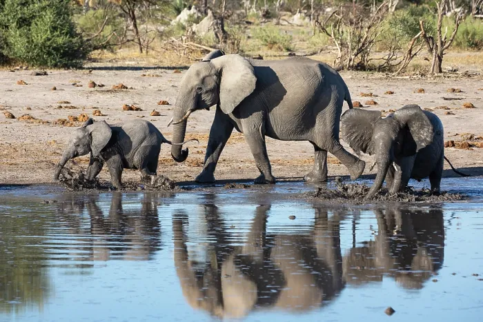 Framed Print : African elephant (Loxodonta africana) and two calves walking along river, Okavango Delta, Botswana. Endangered Framed Print : African elephant (Loxodonta africana) and two calves walking along river, Okavango Delta, Botswana. Endangered
