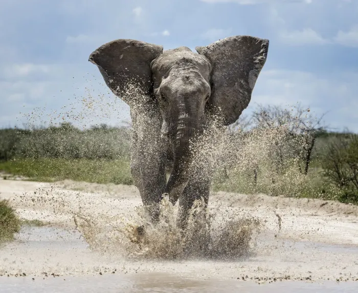 Framed Print : African elephant (Loxodonta africana) charging through water Etosha National Park Framed Print : African elephant (Loxodonta africana) charging through water Etosha National Park