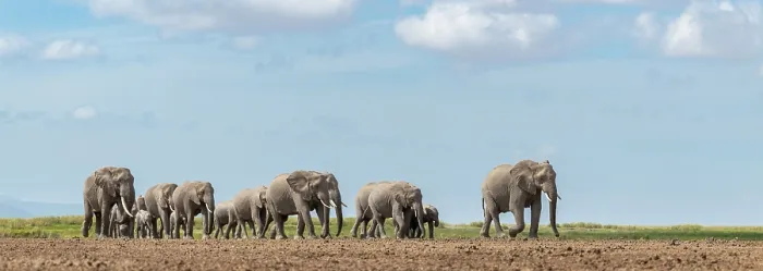 Framed Print : African elephant (Loxodonta africana) cows and calves herd, walking over grassland, Amboseli National Park, Kenya. Endangered Framed Print : African elephant (Loxodonta africana) cows and calves herd, walking over grassland, Amboseli National Park, Kenya. Endangered