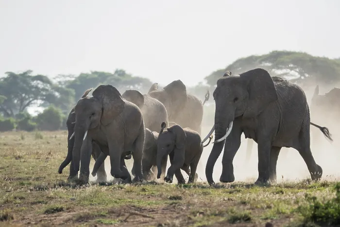 Framed Print : African elephant (Loxodonta africana) cows and calves herd rushing towards a water hole, Amboseli National Park, Kenya. Endangered Framed Print : African elephant (Loxodonta africana) cows and calves herd rushing towards a water hole, Amboseli National Park, Kenya. Endangered