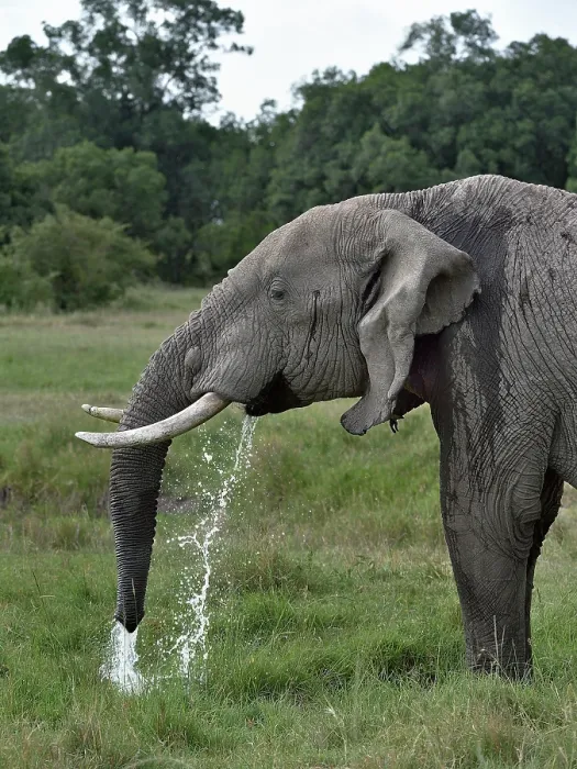 Framed Print : African elephant (Loxodonta africana) drinking, Uganda. Endangered Framed Print : African elephant (Loxodonta africana) drinking, Uganda. Endangered