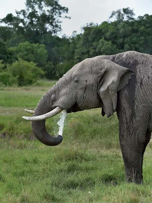 Framed Print : African elephant (Loxodonta africana) drinking, Uganda. Endangered Framed Print : African elephant (Loxodonta africana) drinking, Uganda. Endangered