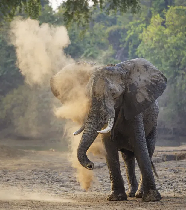 Framed Print : African elephant (Loxodonta africana) dust bathing, Mana Pools National Park, Zimbabwe Framed Print : African elephant (Loxodonta africana) dust bathing, Mana Pools National Park, Zimbabwe