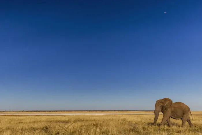 Framed Print : African Elephant (Loxodonta africana) Etosha National Park, Kunene, Namibia Framed Print : African Elephant (Loxodonta africana) Etosha National Park, Kunene, Namibia