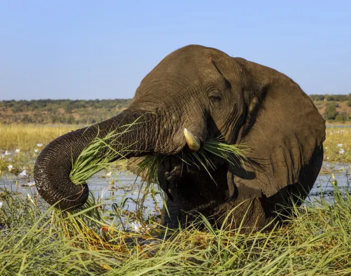 Framed Print : African elephant (Loxodonta africana) feeding on grasses, Chobe River, Chobe National Park Framed Print : African elephant (Loxodonta africana) feeding on grasses, Chobe River, Chobe National Park