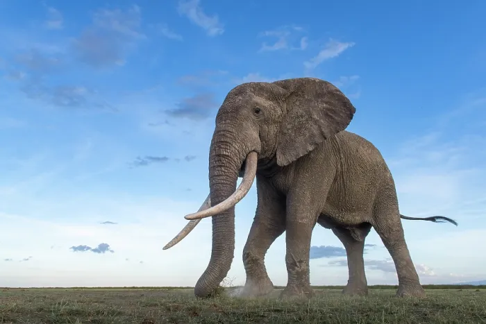 Framed Print : African elephant (Loxodonta africana) feeding on short grass, Amboseli National Park, Kenya. Endangered Framed Print : African elephant (Loxodonta africana) feeding on short grass, Amboseli National Park, Kenya. Endangered