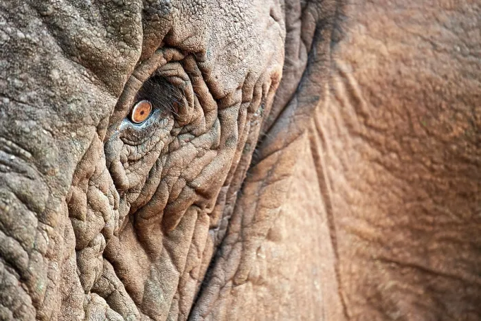 Framed Print : African elephant (Loxodonta africana) female, eye detail portrait, Akagera National Park, Rwanda. Endangered