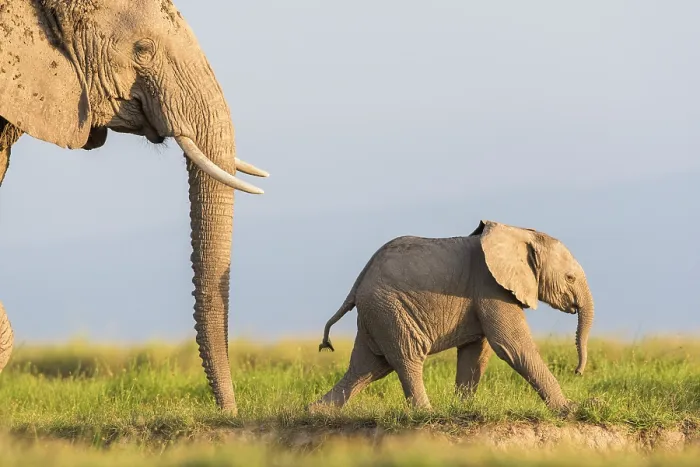 Framed Print : African elephant (Loxodonta africana) female and calf walking across plains, Amboseli National Park, Kenya. Endangered