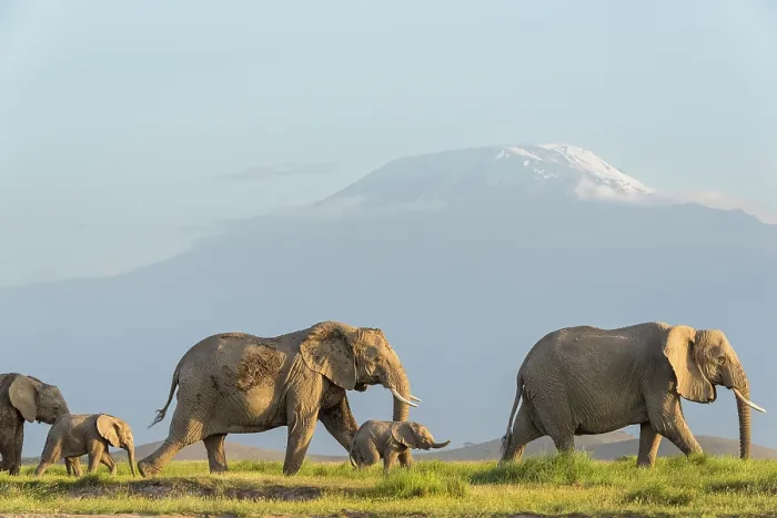 Framed Print : African elephant (Loxodonta africana) females and calves, walking across plain with Mount Kilimanjaro behind, Amboseli National Park, Kenya. Endangered Framed Print : African elephant (Loxodonta africana) females and calves, walking across plain with Mount Kilimanjaro behind, Amboseli National Park, Kenya. Endangered
