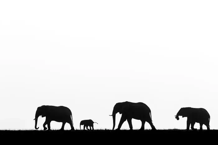 Framed Print : African elephant (Loxodonta africana) herd with calf, silhouetted, Botswana Framed Print : African elephant (Loxodonta africana) herd with calf, silhouetted, Botswana