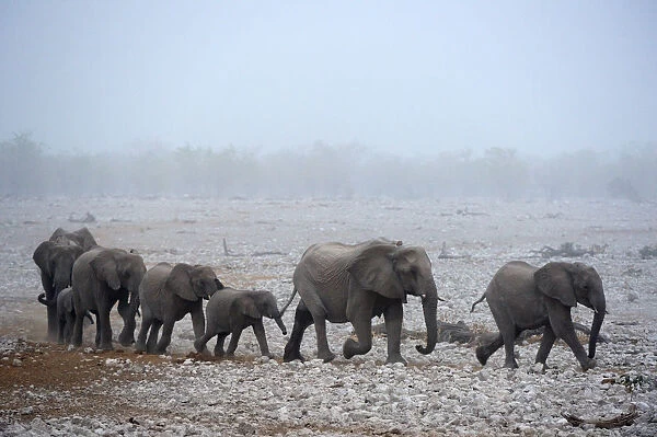 African elephant (Loxodonta africana) herd with calves, walking in procession to