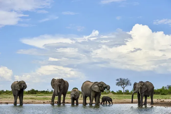 Framed Print : African elephant (Loxodonta africana) herd drinking at a waterhole, Hwange National Park Framed Print : African elephant (Loxodonta africana) herd drinking at a waterhole, Hwange National Park