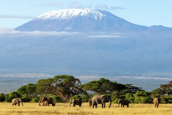 Framed Print : African elephant (Loxodonta africana) herd grazing in front of Mount Kilimanjaro, Amboseli National Park, Kenya. Endangered Framed Print : African elephant (Loxodonta africana) herd grazing in front of Mount Kilimanjaro, Amboseli National Park, Kenya. Endangered