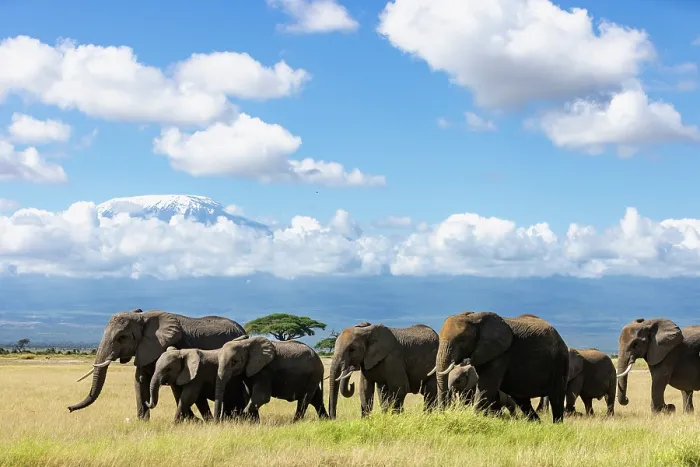 Framed Print : African elephant (Loxodonta africana) herd moving across the savanna with Mount Kilimanjaro in background, Amboseli National Park, Kenya. Endangered Framed Print : African elephant (Loxodonta africana) herd moving across the savanna with Mount Kilimanjaro in background, Amboseli National Park, Kenya. Endangered
