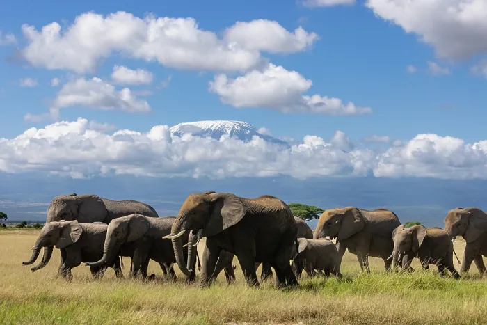 Framed Print : African elephant (Loxodonta africana) herd moving across the savanna with Mount Kilimanjaro in background, Amboseli National Park, Kenya. Endangered Framed Print : African elephant (Loxodonta africana) herd moving across the savanna with Mount Kilimanjaro in background, Amboseli National Park, Kenya. Endangered