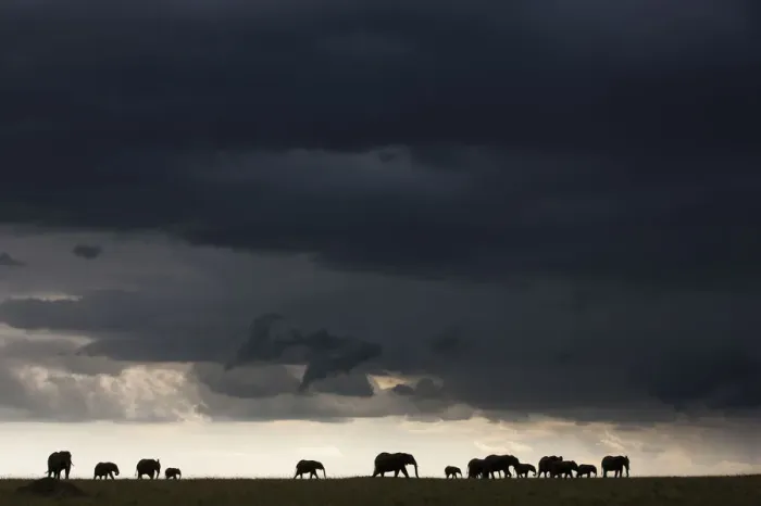 Framed Print : African elephant (Loxodonta africana) herd silhouetted in distance walking through a storm