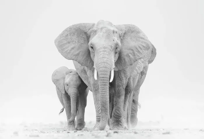 Framed Print : African elephant (Loxodonta africana) herd walking across dry lake. Amboseli National Park, Kenya. July Framed Print : African elephant (Loxodonta africana) herd walking across dry lake. Amboseli National Park, Kenya. July