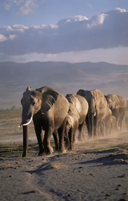 Framed Print : African elephant (Loxodonta africana) herd walking in line, female matriach at the front Framed Print : African elephant (Loxodonta africana) herd walking in line, female matriach at the front