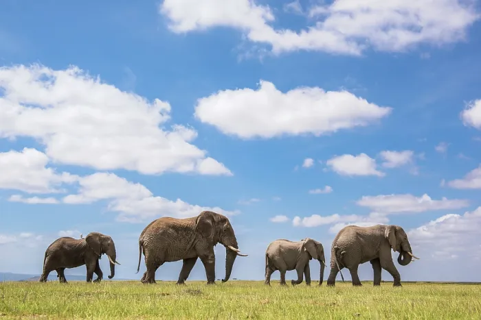 Framed Print : African elephant (Loxodonta africana) herd walking across savanna under cloudy sky, Amboseli National Park, Kenya. Endangered Framed Print : African elephant (Loxodonta africana) herd walking across savanna under cloudy sky, Amboseli National Park, Kenya. Endangered