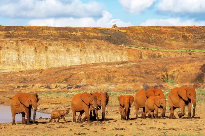 Framed Print : African elephant (Loxodonta africana) herd at waterhole at the bottom of Mudanda Rock, Tsavo East National Park, Kenya. Endangered Framed Print : African elephant (Loxodonta africana) herd at waterhole at the bottom of Mudanda Rock, Tsavo East National Park, Kenya. Endangered