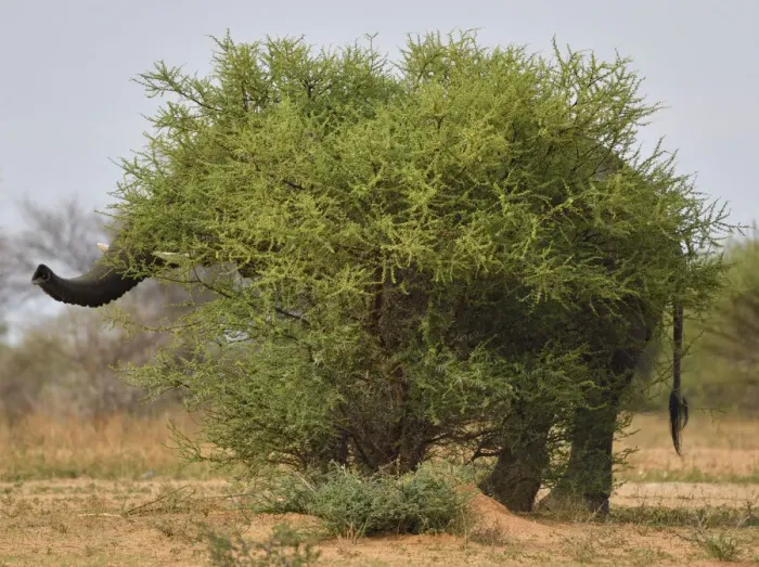 Framed Print : African elephant (Loxodonta africana) hidden behind a bush, Marataba Private Reserve