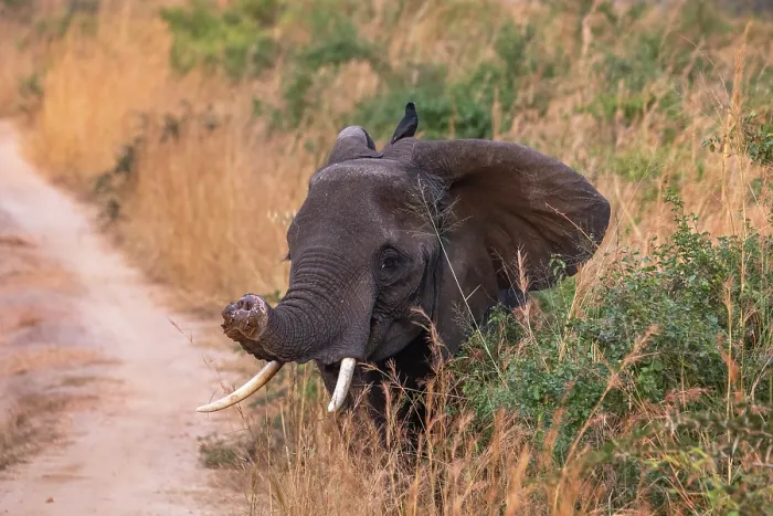 Framed Print : African elephant (Loxodonta africana) with injured trunk, standing next to path, Murchison Falls National Park, Uganda. Endangered Framed Print : African elephant (Loxodonta africana) with injured trunk, standing next to path, Murchison Falls National Park, Uganda. Endangered