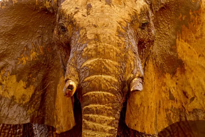 Framed Print : African elephant (Loxodonta africana) male covered with mud at a water hole, Tsavo Framed Print : African elephant (Loxodonta africana) male covered with mud at a water hole, Tsavo