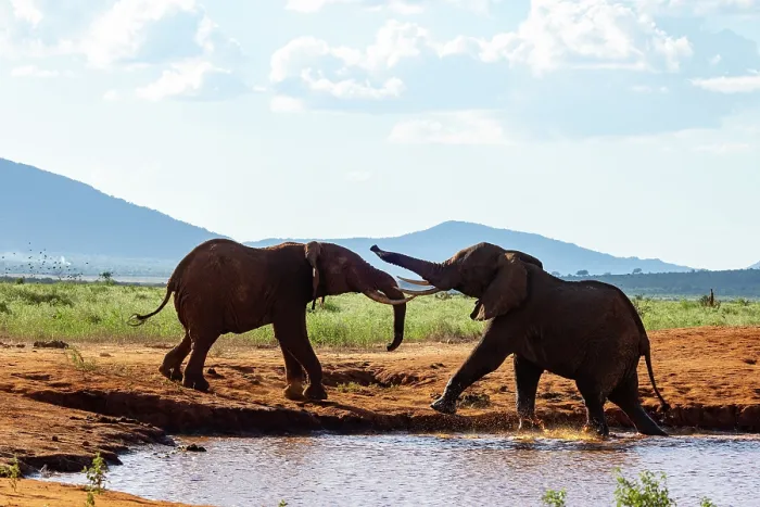 Framed Print : Two African elephant (Loxodonta africana) males fighting at edge of a waterhole, Tsavo East National Park, Kenya. Endangered Framed Print : Two African elephant (Loxodonta africana) males fighting at edge of a waterhole, Tsavo East National Park, Kenya. Endangered