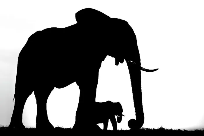Framed Print : African elephant (Loxodonta africana) mother and calf, silhouetted, Botswana Framed Print : African elephant (Loxodonta africana) mother and calf, silhouetted, Botswana