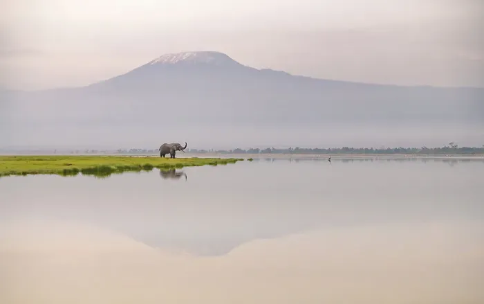 Framed Print : African elephant (Loxodonta africana) with Mount Kilimajaro in the background, Amboseli National Park, Kenya Framed Print : African elephant (Loxodonta africana) with Mount Kilimajaro in the background, Amboseli National Park, Kenya