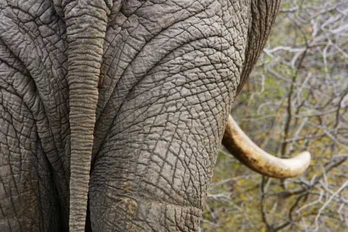 Framed Print : African elephant (Loxodonta africana) rear view Kruger National Park, Transvaal, South Africa
