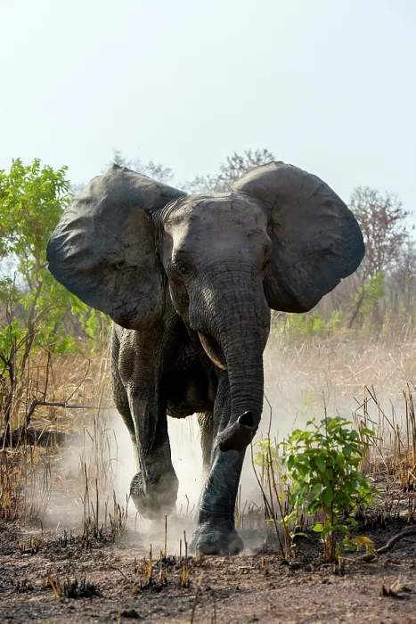 Framed Print : African elephant (Loxodonta africana) running, Pendjari National Park. Benin. Endangered Framed Print : African elephant (Loxodonta africana) running, Pendjari National Park. Benin. Endangered