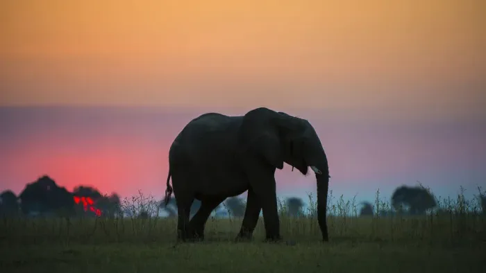Framed Print : African elephant (Loxodonta africana) silhouetted against the sunset, Chobe National Park Framed Print : African elephant (Loxodonta africana) silhouetted against the sunset, Chobe National Park