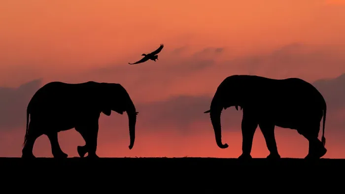 Framed Print : African elephant (Loxodonta africana) two silhouetted at sunset with goose flying overhead, Mkuze, South Africa. Highly commended in the African Wildlife category of the Nature's Best Photography Competition 2019 Framed Print : African elephant (Loxodonta africana) two silhouetted at sunset with goose flying overhead, Mkuze, South Africa. Highly commended in the African Wildlife category of the Nature's Best Photography Competition 2019