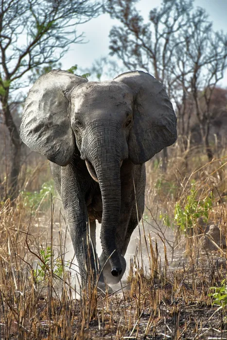 Framed Print : African elephant (Loxodonta africana) walking, portrait, Pendjari National Park, Benin. Endangered Framed Print : African elephant (Loxodonta africana) walking, portrait, Pendjari National Park, Benin. Endangered