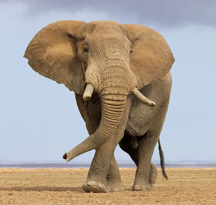 Framed Print : African elephant (Loxodonta africana) walking across dry plain. Amboseli National Park, Kenya. July Framed Print : African elephant (Loxodonta africana) walking across dry plain. Amboseli National Park, Kenya. July