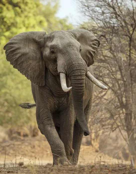 Framed Print : African elephant (Loxodonta africana) walking portrait, Mana Pools National Park Framed Print : African elephant (Loxodonta africana) walking portrait, Mana Pools National Park
