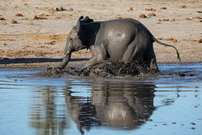 Framed Print : African elephant (Loxodonta africana) walking in river, Okavango Delta, Botswana. Endangered Framed Print : African elephant (Loxodonta africana) walking in river, Okavango Delta, Botswana. Endangered