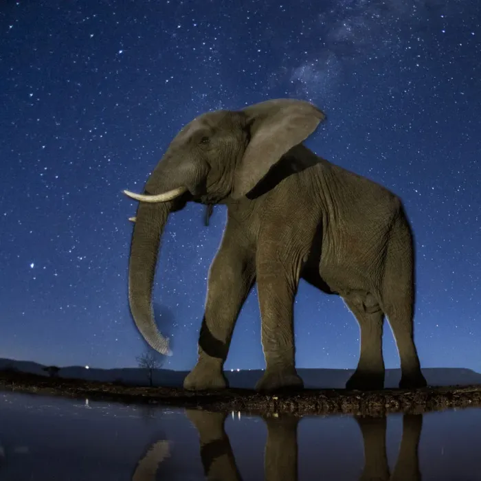 Framed Print : African elephant (Loxodonta africana) at waterhole at night, Mkuze, South Africa Framed Print : African elephant (Loxodonta africana) at waterhole at night, Mkuze, South Africa