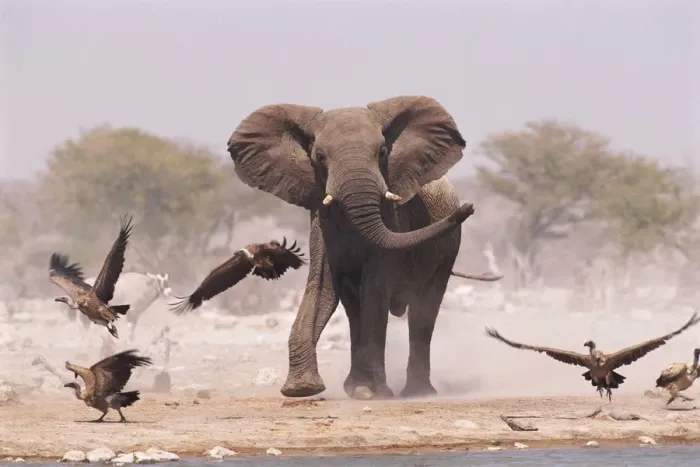 Framed Print : African elephant {Loxodonta africana} & Whitebacked vultures by waterhole, Etosha NP Framed Print : African elephant {Loxodonta africana} & Whitebacked vultures by waterhole, Etosha NP