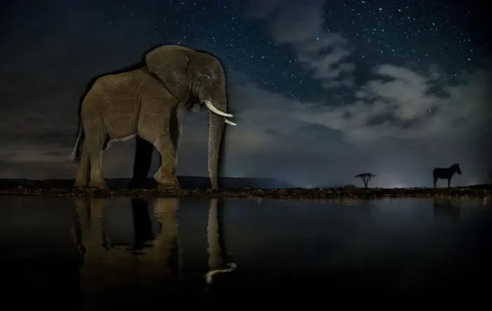 Framed Print : African elephant (Loxodonta africana) and Zebra (Equus quagga) at waterhole at night Framed Print : African elephant (Loxodonta africana) and Zebra (Equus quagga) at waterhole at night