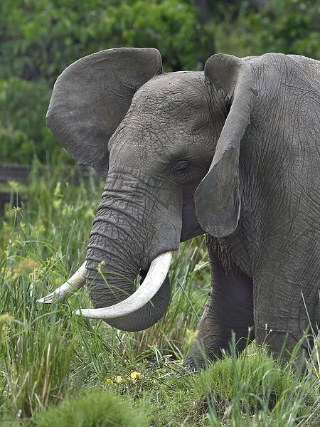 African elephant (Loxondota africana) in a marsh, flapping its ears, Masai Mara, Kenya